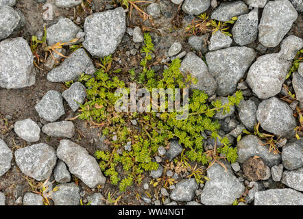 Glabrous rupturewort, Herniaria glabra, in flower among gravel. Stock Photo