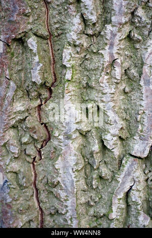 Close-up of the bark of a butter nut, Juglans cinerea, Stock Photo