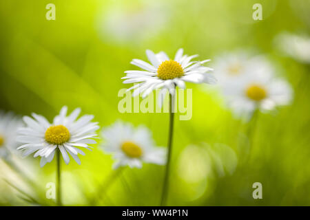 Daisies in the meadow, close-up Stock Photo