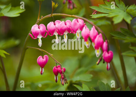 Bleeding heart, blossoms Stock Photo