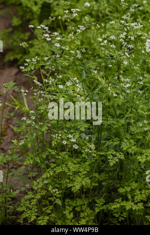 Chervil, Anthriscus cerefolium, in flower in herb garden. Stock Photo