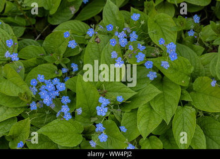 Blue-eyed-Mary, Omphalodes verna in flower in spring garden. Stock Photo