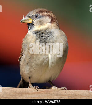 Male Sparrow looking for food in urban house garden. Stock Photo