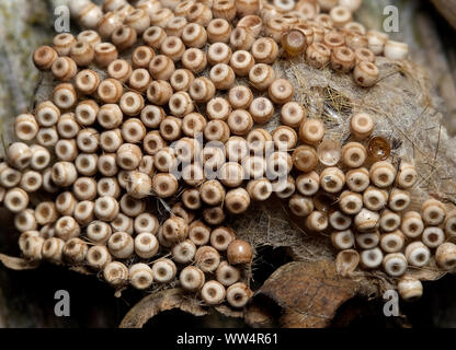 Egg cluster of Vapourer or Rusty Tussock moth Stock Photo - Alamy