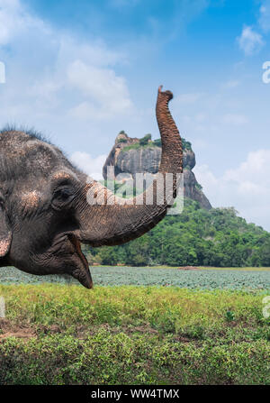 Elephant near Sigiriya lion rock fortress in Sigiriya, Sri Lanka Stock Photo