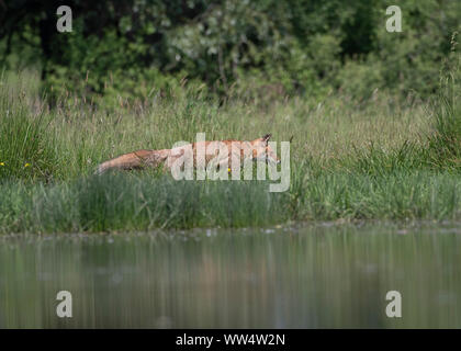 Red fox (Vulpes vulpes) moving through grass at side of pool, Hortobágy National Park, Hungary Stock Photo