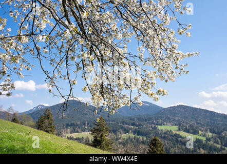 blossoming cherry tree on the Sonntraten, GaiÃŸach, TÃ¶lzer Land, Isarwinkel, Upper Bavaria, Bavaria, Germany Stock Photo