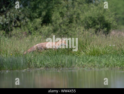 Red fox (Vulpes vulpes) moving through grass at side of pool, Hortobágy National Park, Hungary Stock Photo