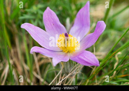 Greater pasque flower (Pulsatilla grandis or Pulsatilla vulgaris subsp. grandis) Jois, north Burgenland, Burgenland, Austria Stock Photo