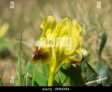 Pygmy iris (iris pumila), Siegendorfer PuÃŸta, north Burgenland, Burgenland, Austria Stock Photo