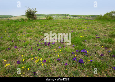 Pygmy iris (iris pumila), nature reserve Thenau near Breitenbrunn, north Burgenland, Burgenland, Austria Stock Photo