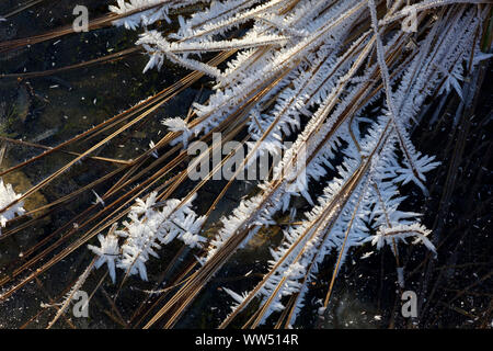 Ice-crystals, hoarfrost on blades of grass on frozen surface, nature reserve Isarauen, Upper Bavaria, Bavaria Germany Stock Photo