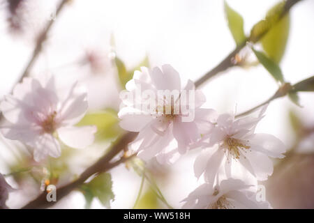 The soft white blossoms the Japanese flower cherry, Prunus serrulata, in spring, Stock Photo