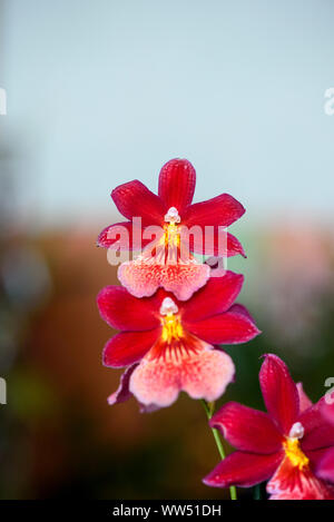 Rare Orchid, Cambria, Burrageara Nelly Isler, orchid hybrid red flower blooming Stock Photo