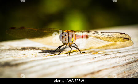 The Red Dragonfly, also known as Red-Veined Darter or Nomad is technically known as Sympetrum Fonscolombii, and belongs to the Sympetrum genus Stock Photo