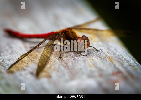 The Red Dragonfly, also known as Red-Veined Darter or Nomad is technically known as Sympetrum Fonscolombii, and belongs to the Sympetrum genus Stock Photo