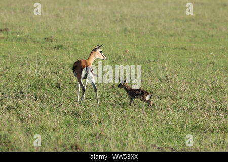 Thomson's gazelle mom and calf, Masai Mara National Park, Kenya. Stock Photo