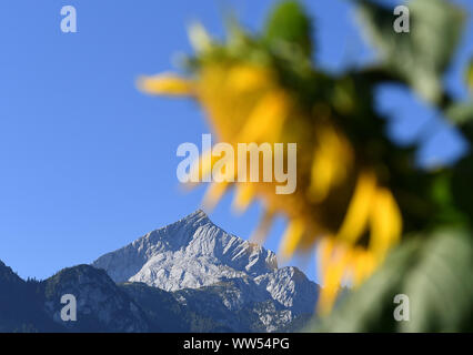 Garmisch Partenkirchen, Germany. 13th Sep, 2019. The Alpspitze can be seen behind a flowering sunflower in the Wetterstein mountains. Credit: Angelika Warmuth/dpa/Alamy Live News Stock Photo