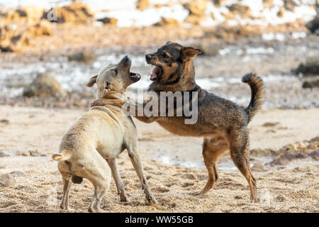Two wild dogs are playing and fighting on a rocky beach in Thailand Stock Photo