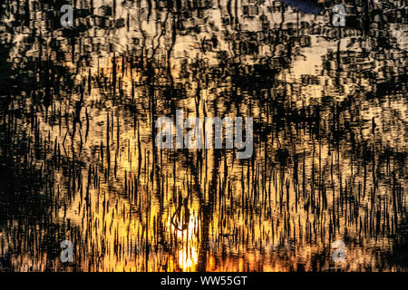 Abstract reflections of sunset at the water surface with dark mangrove tree spikes Stock Photo