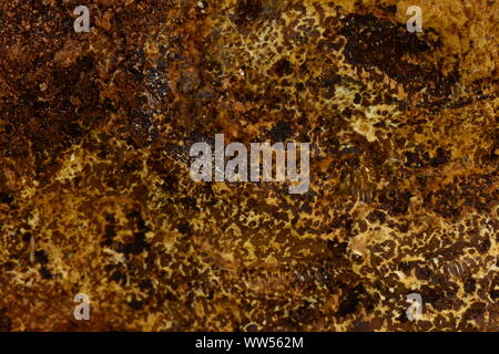 rough the texture of birch fungus internal fracture of organic material Stock Photo