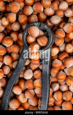 Close up of Common Hazels (Corylus avellana) and nutcracker Stock Photo