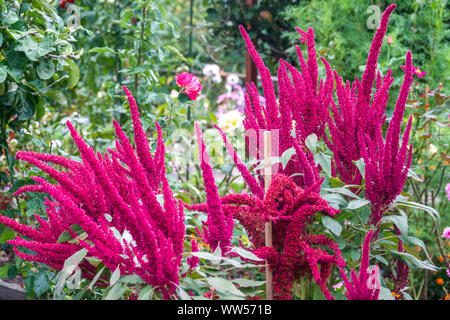 Amaranthus tricolor red amaranth flowers Stock Photo