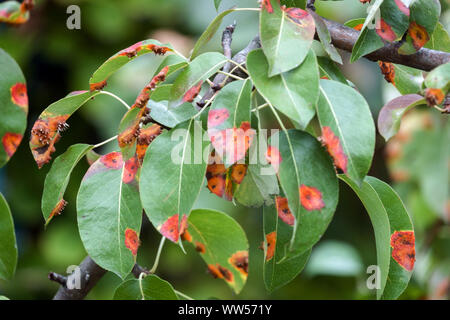 Pear rust, infected leaves of fungal disease, Pear trellis rust, Gymnosporangium sabinae Stock Photo