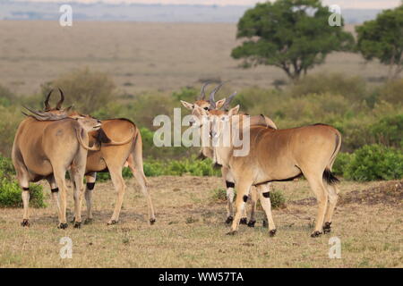 Group of elands in the savannah, Masai Mara National Park, Kenya. Stock Photo