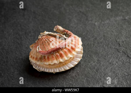 A single raw, uncooked Queen scallop, Aequipecten opercularis, in its shell. Queen scallops are sometimes known as Queenies. This example has a tube w Stock Photo