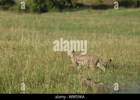 Young cheetah walking in the savannah, Masai Mara National Park, Kenya. Stock Photo