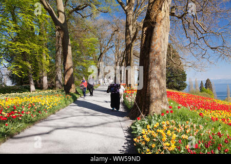 Tulip blossom in spring on the island Mainau with view over Lake Constance to the Alps, Lake Constance, Baden-Wuerttemberg, Germany Stock Photo