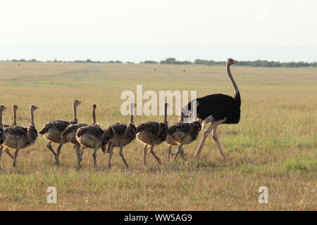 Ostrich family in the savannah, Masai Mara National Park, Kenya. Stock Photo