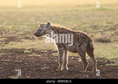 Spotted hyena standing in the savannah, Masai Mara National Park, Kenya. Stock Photo