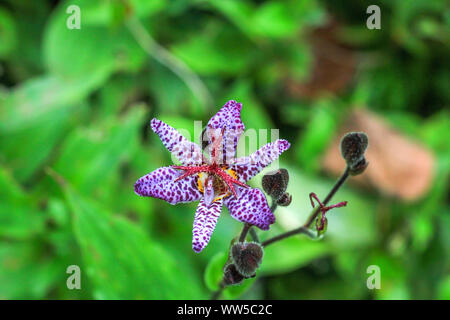 Small purple spotted flower Tricyrtis hirta in summer garden, top view Stock Photo
