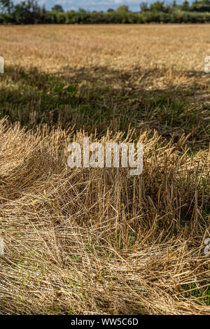 Remains of a cereal crop after harvest Stock Photo - Alamy