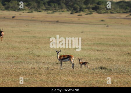 Thompson s Gazelle Masai Mara National Reserve Kenya Africa Gazella ...
