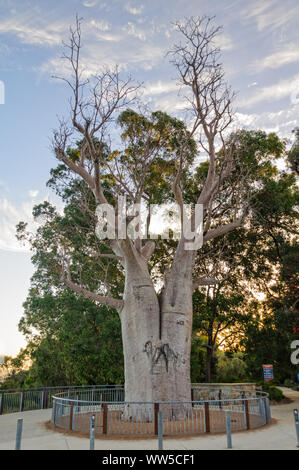 The giant boab tree in Kings Park and Botanic Garden is more than 750 years old - Perth, WA, Australia Stock Photo