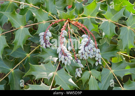 Mahonia, Beale's barberry fruits, Mahonia bealei, Mass of mauve coloured fruit growing on the plant outdoor. Stock Photo