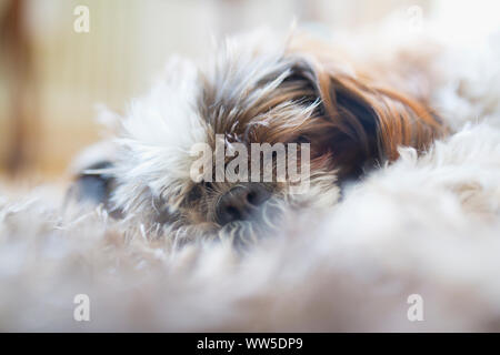 Shih Tzu lying sleeping on fleecy carpet Stock Photo