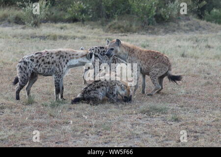 Group of spotted hyenas, Masai Mara National Park, Kenya. Stock Photo