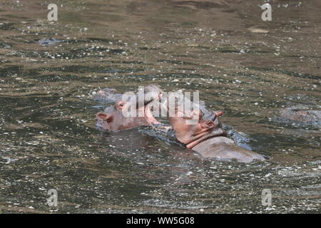 Hippos fighting in the water, Masai Mara National Park, Kenya. Stock Photo