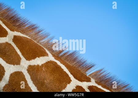 Hairs stand proud against a blue sky on the neck of Tico, the 20 month old reticulated giraffe as he settles into his enclosure at Wild Place Project after transferring from an attraction in Copenhagen, joining fellow giraffes Tom and Dayo in their 1.8-acre exhibit in South Gloucestershire. Stock Photo