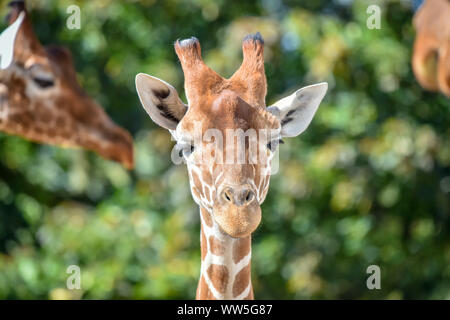 Tico, the 20 month old reticulated giraffe settles into his enclosure at Wild Place Project after transferring from an attraction in Copenhagen, joining fellow giraffes Tom and Dayo in their 1.8-acre exhibit in South Gloucestershire. Stock Photo