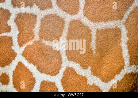 Fur patterns in Tico, the 20 month old reticulated giraffe has a scratch as he settles into his enclosure at Wild Place Project after transferring from an attraction in Copenhagen, joining fellow giraffes Tom and Dayo in their 1.8-acre exhibit in South Gloucestershire. Stock Photo