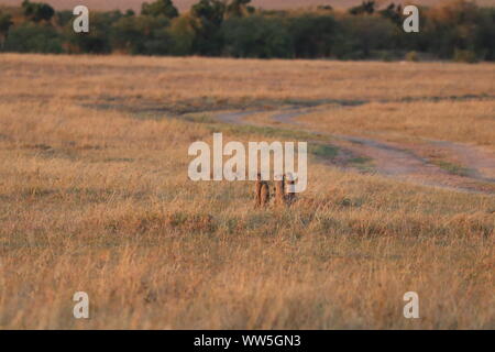 Group of banded mongooses standing up in the savannah, Masai Mara National Park, Kenya. Stock Photo