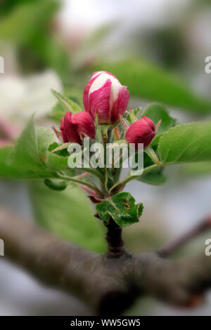 Apple tree blossom and buds Stock Photo