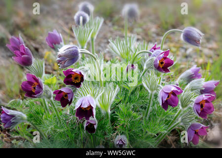 Common pasque flower, Pulsatilla vulgaris Stock Photo