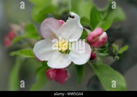 Apple tree blossom, close-up Stock Photo