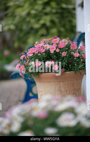 Cape daisies in the pot in front of entrance Stock Photo